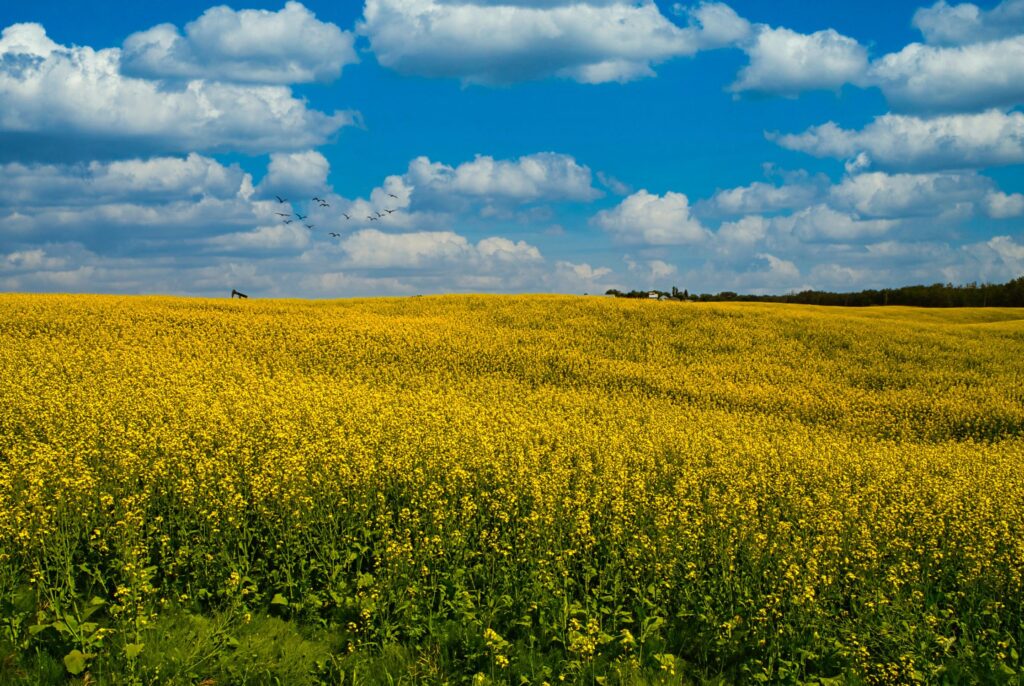a beautiful field of canola in Alberta